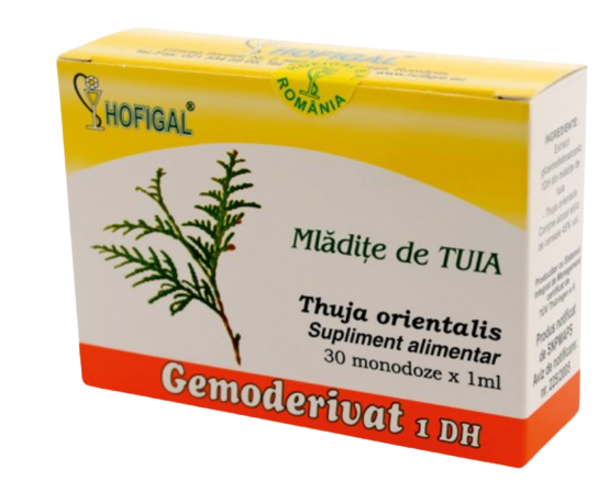 Thuja shoots