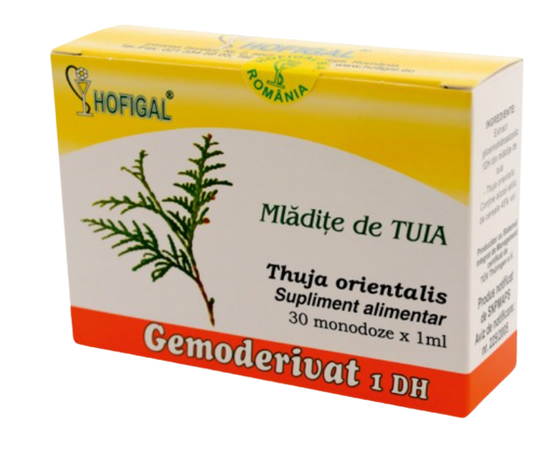 Thuja shoots